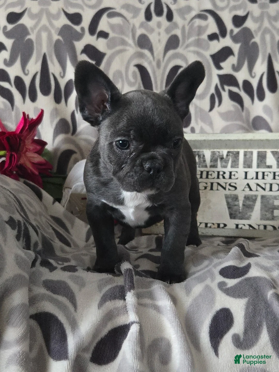Frenchton dogs for sale: Violet - Ad 4