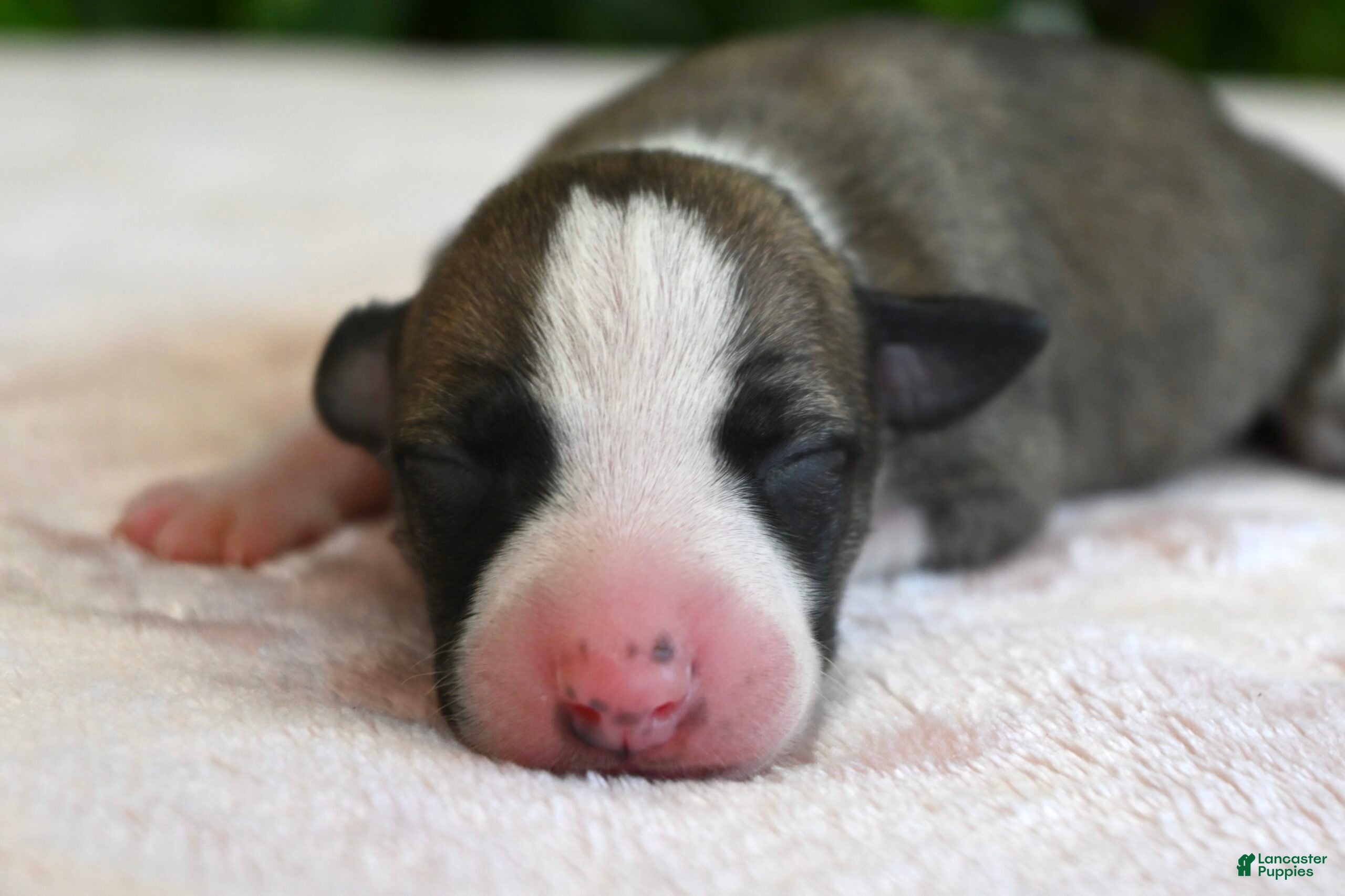 Whippet dogs Kit - Ad 2