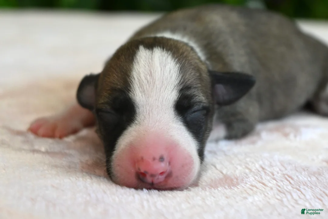 Whippet dogs for sale: Kit - Ad 2