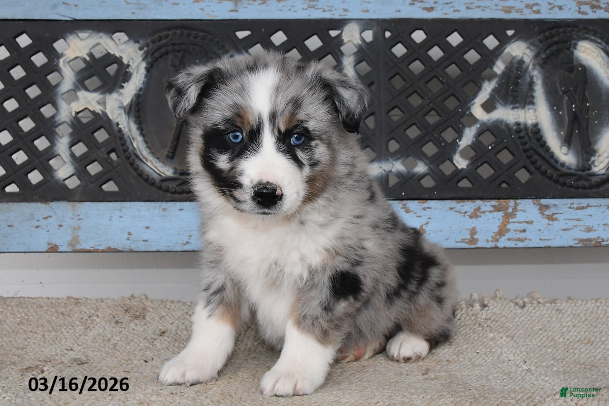 Australian Shepherd dogs Flint - Ad 1