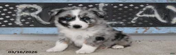 Australian Shepherd dogs for sale: Flint - Ad 1