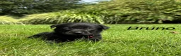 Labrador Retriever dogs for sale: Bruno - Ad 5
