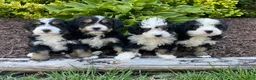 Mini Bernedoodle dogs for sale: Webster - Ad 3