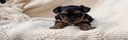 Yorkshire Terrier dogs for sale: Zeus - Ad 7