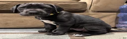 Great Dane dogs for sale: Tobie - Ad 6