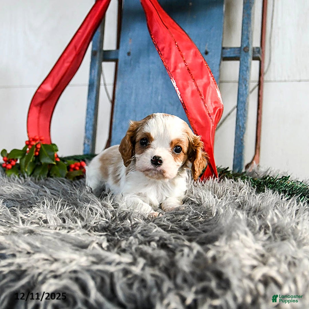Cavalier King Charles Spaniel dogs for sale: Jazz - Ad 2