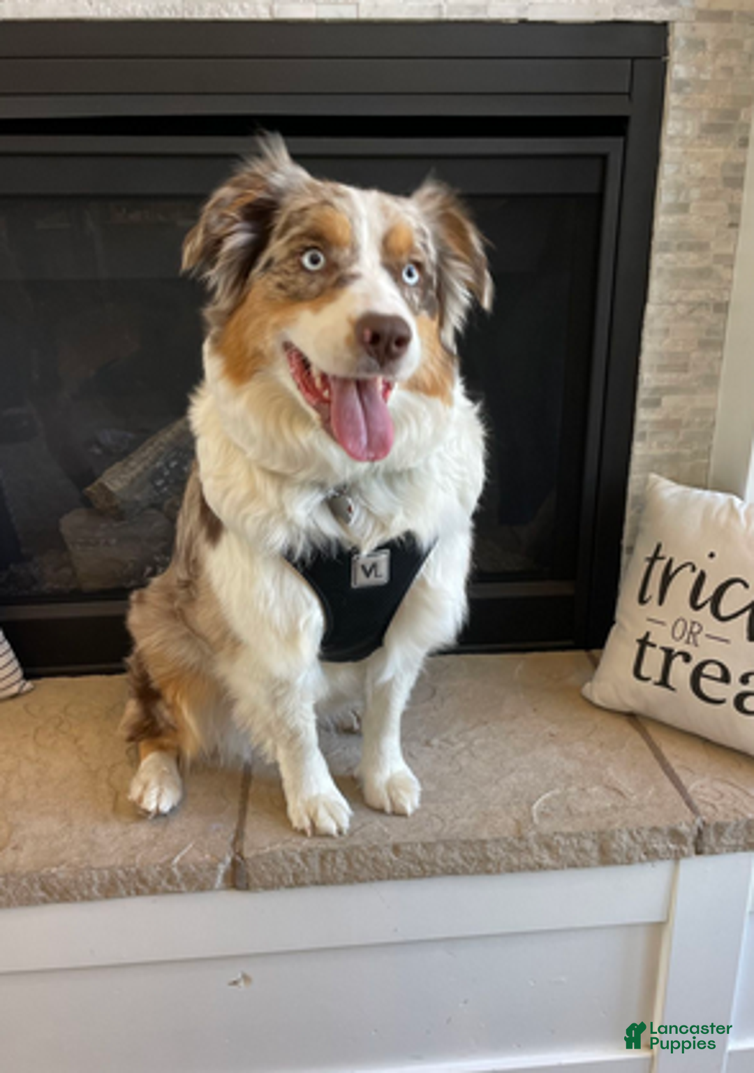 Mixed Breed dogs for sale: Mable - Ad 3