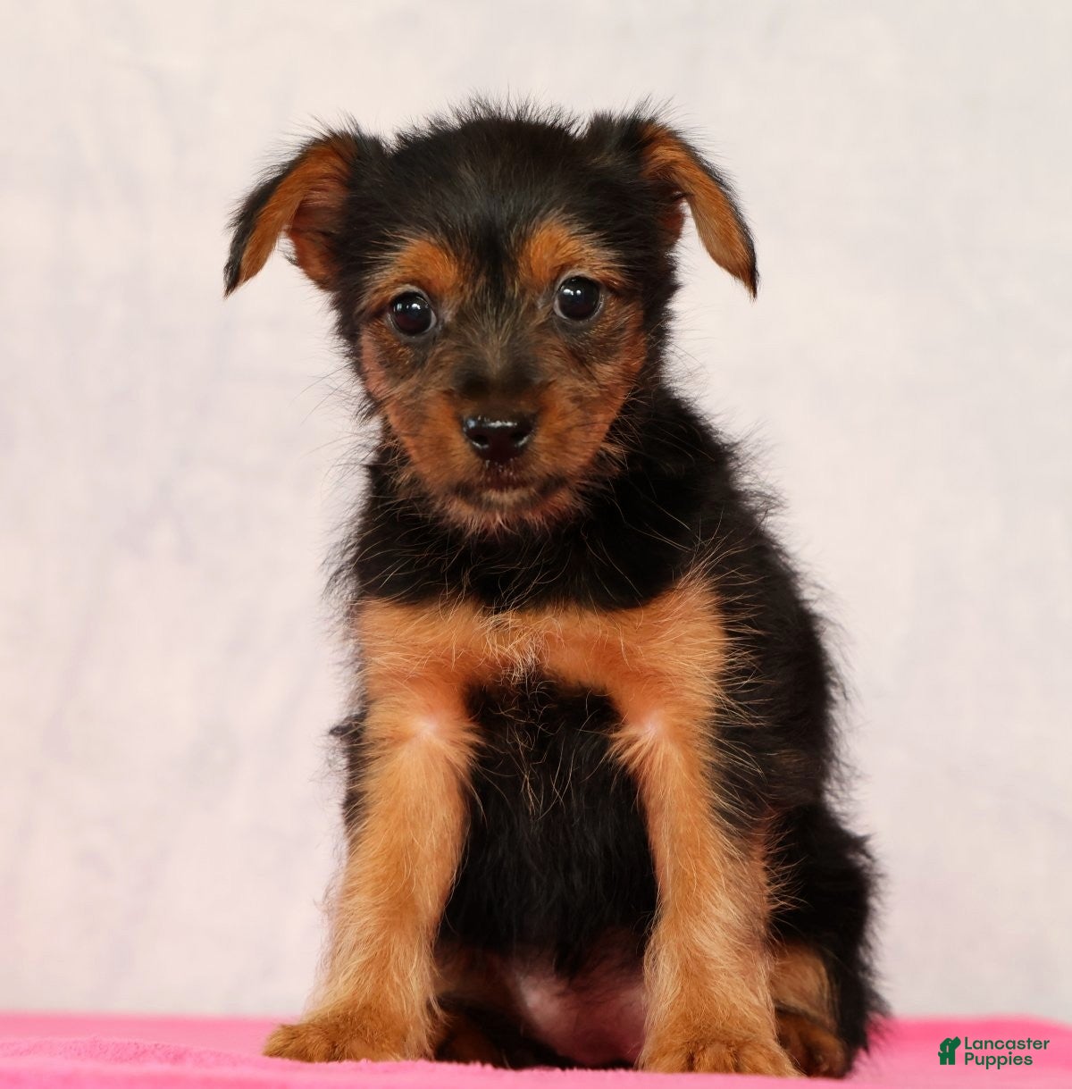 Yorkshire Terrier dogs Nova - Ad 2