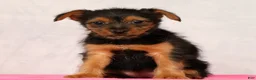 Yorkshire Terrier dogs for sale: Nova - Ad 2