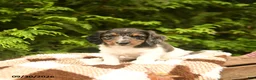 Miniature Dachshund dogs for sale: Gus - Ad 4