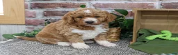 Mini Goldendoodle dogs for sale: Lenny - Ad 1