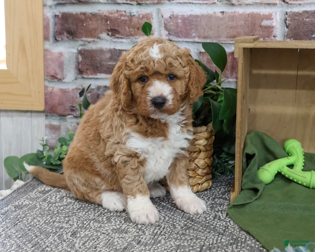 Mini Goldendoodle dogs for sale: Lenny - Ad 1