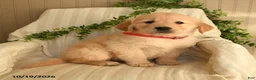 Golden Retriever dogs for sale: Caleb - Ad 3