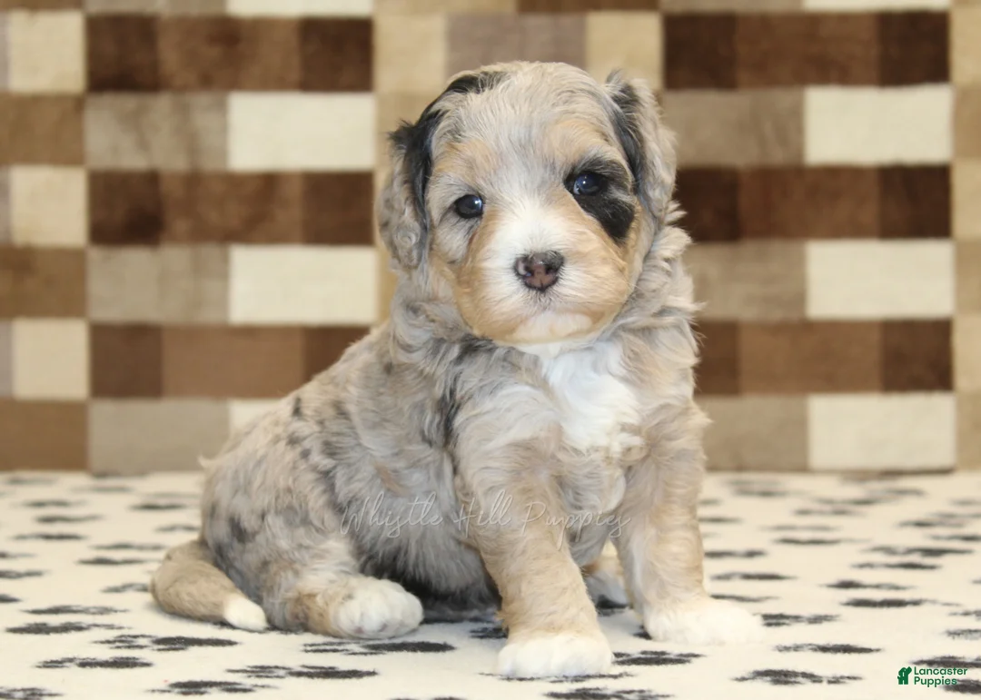 Mini Bernedoodle dogs for sale: Alice - Ad 1