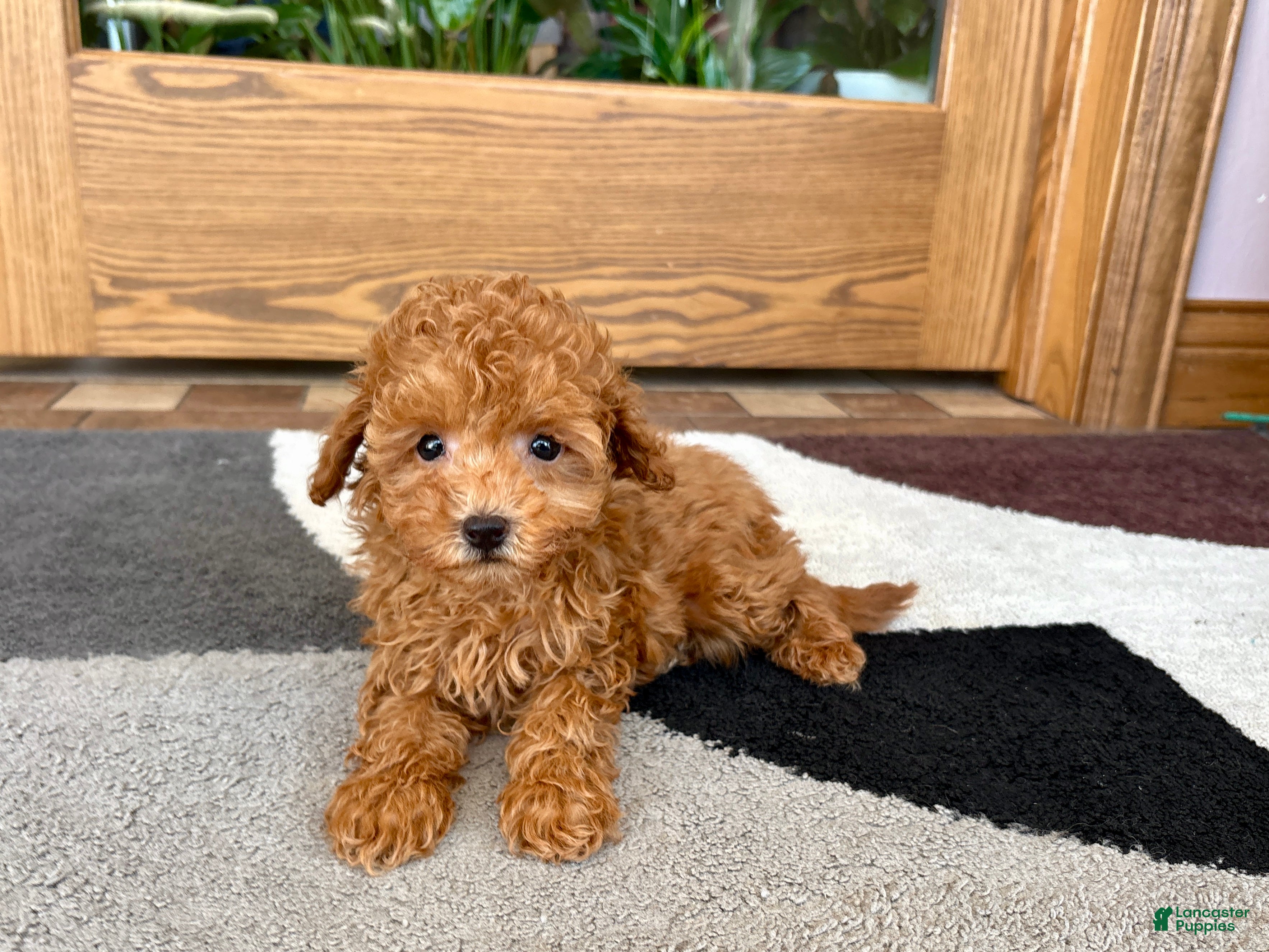 Maltipoo dogs for sale: Carrie - Ad 9