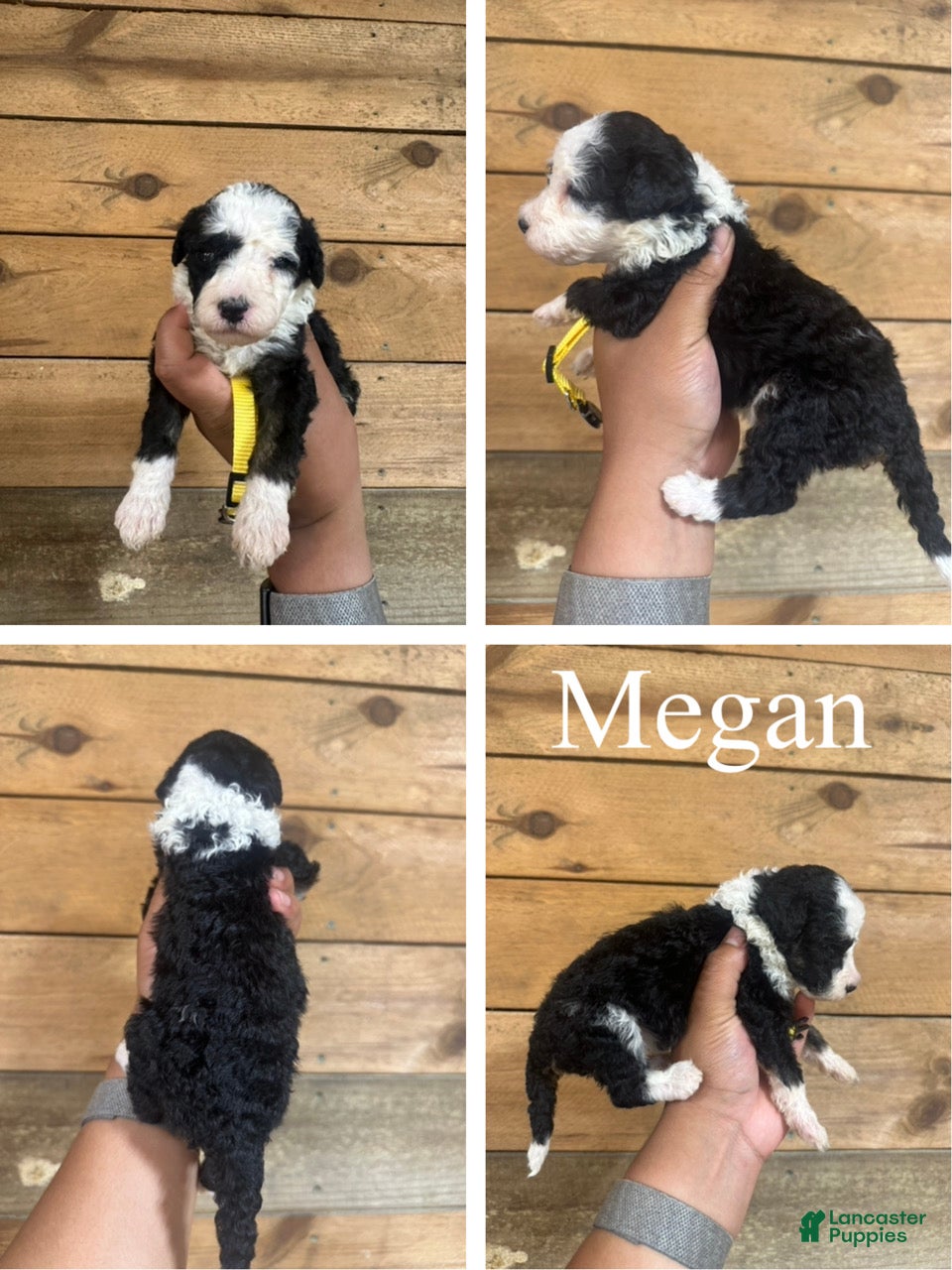 Mixed Breed dogs Megan - Ad 1