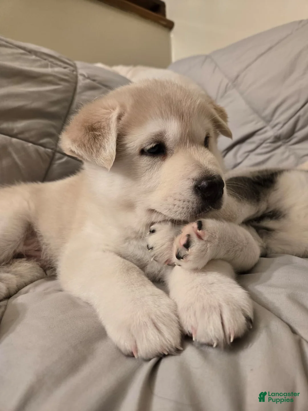 Mixed Breed dogs for sale: Chow - Ad 3