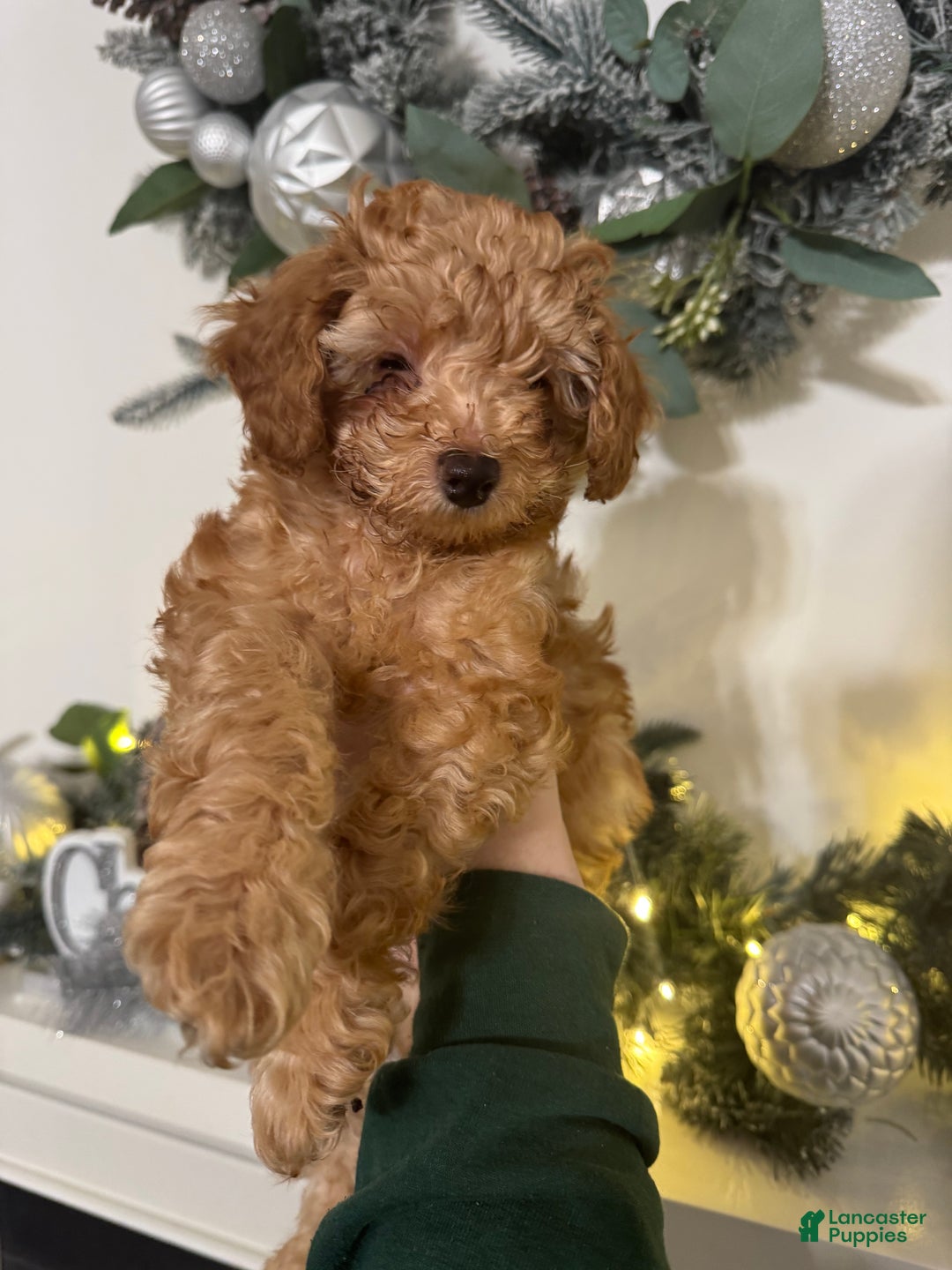 Miniature Poodle dogs for sale: Miniature Poodle Milo - Ad 3