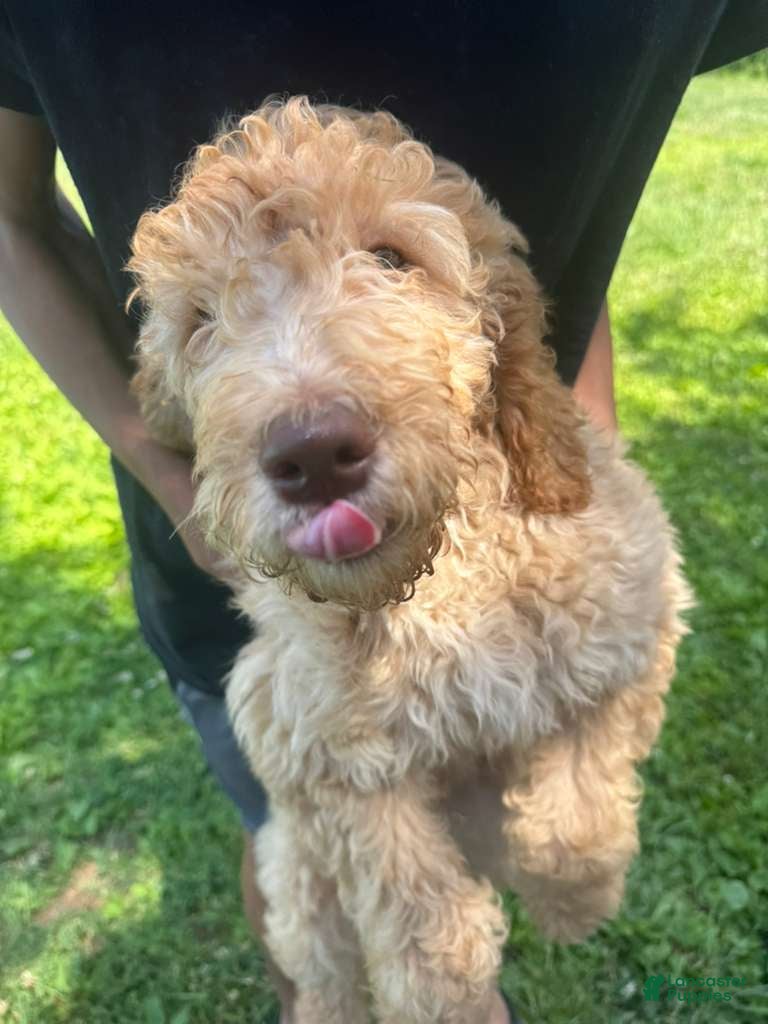 Standard Poodle dogs Standard Poodle 1 - Ad 1