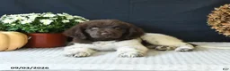 Newfoundland dogs for sale: Jade - Ad 3