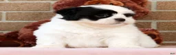 Shih Tzu dogs for sale: Panda - Ad 7