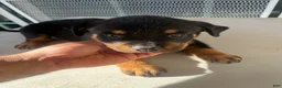 Mixed Breed dogs for sale: Mixed Breed 2 - Ad 3