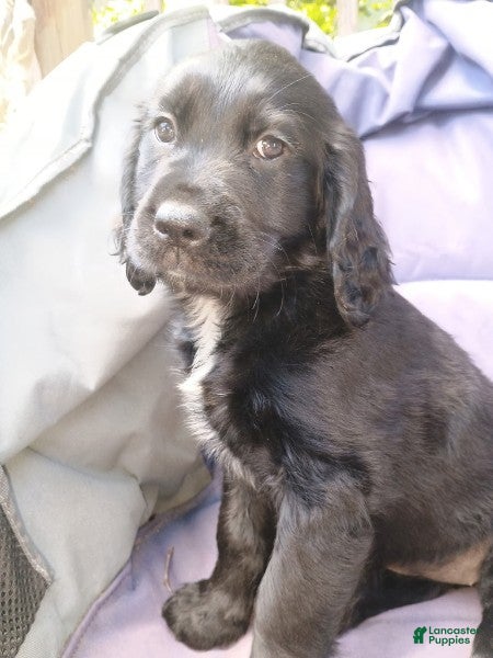 Mixed Breed dogs Starlight - Ad 1