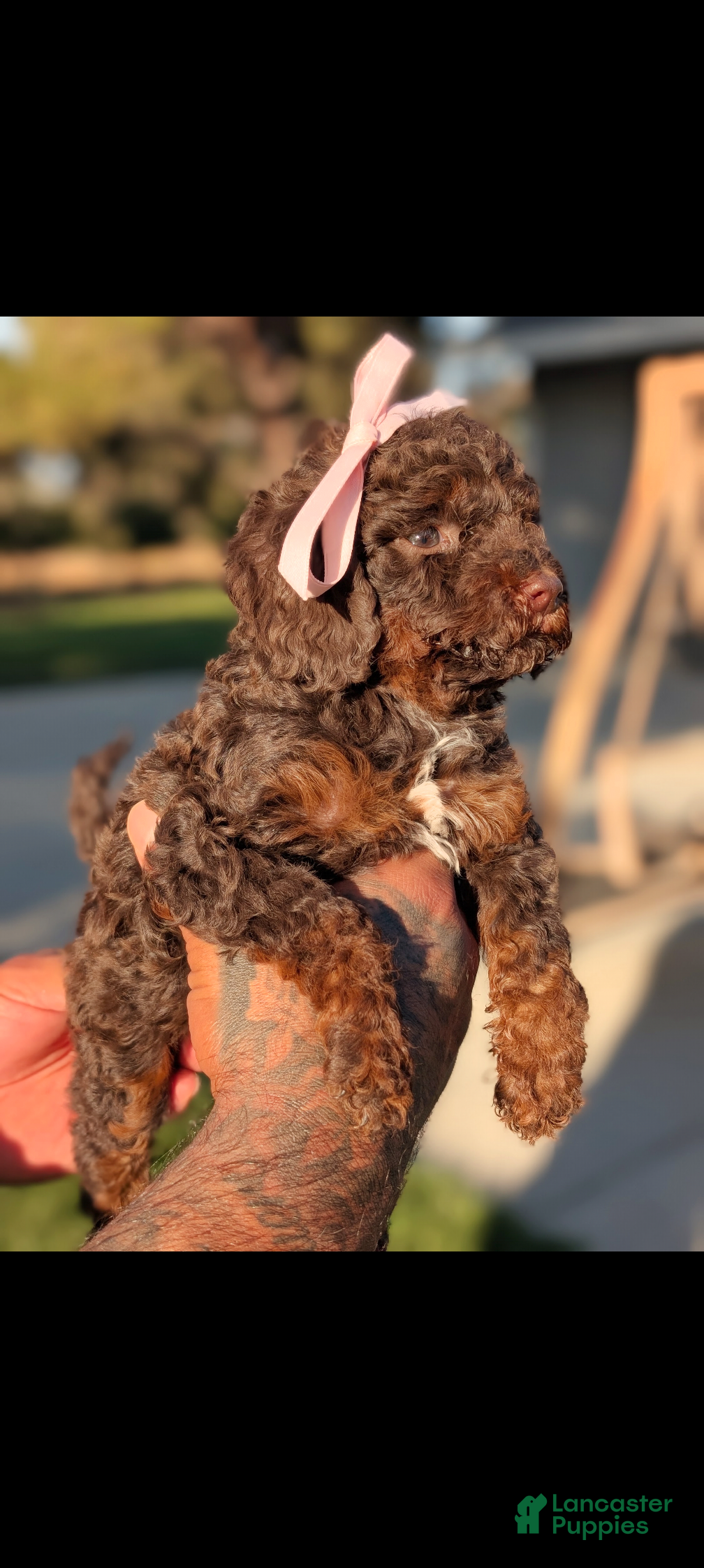 Mini Bernedoodle dogs MORTICIA - Ad 2