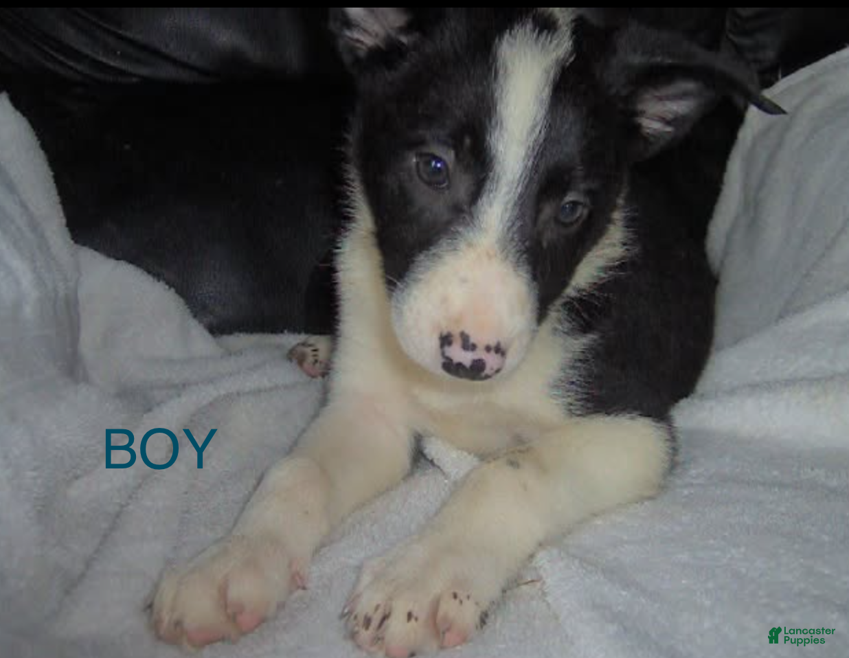 Border Collie dogs for sale: Border Collie Boy 2 - Ad 5