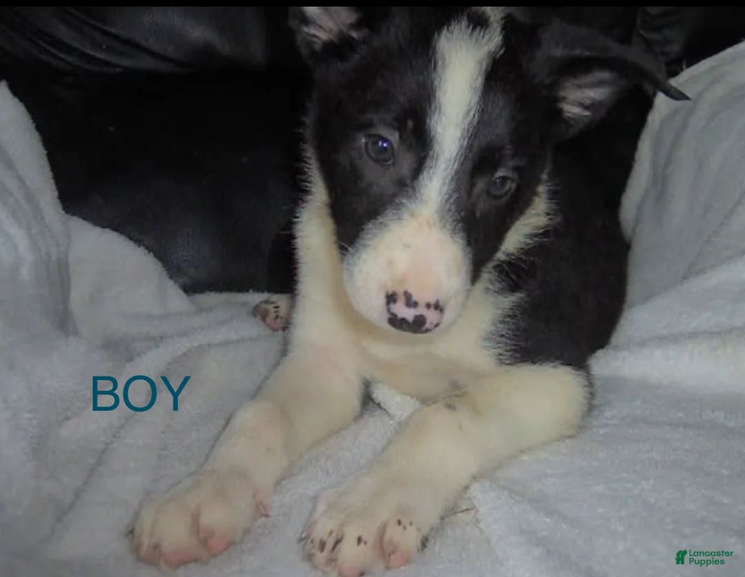 Border Collie dogs for sale: Border Collie Boy 2 - Ad 1