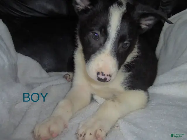 Border Collie dogs for sale: Border Collie Boy 2 - Ad 5