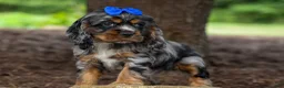 Cocker Spaniel dogs for sale: Dakota 🐶💙 - Ad 1