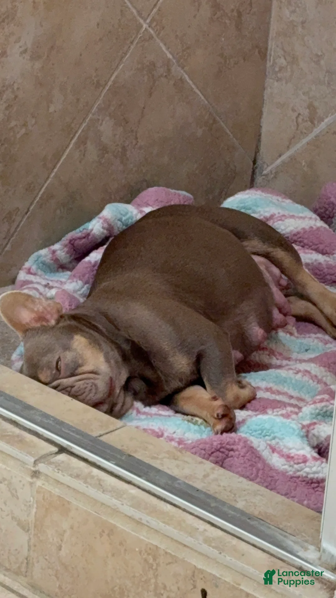 French Bulldog dogs for sale:  Puppy 2 - Ad 2