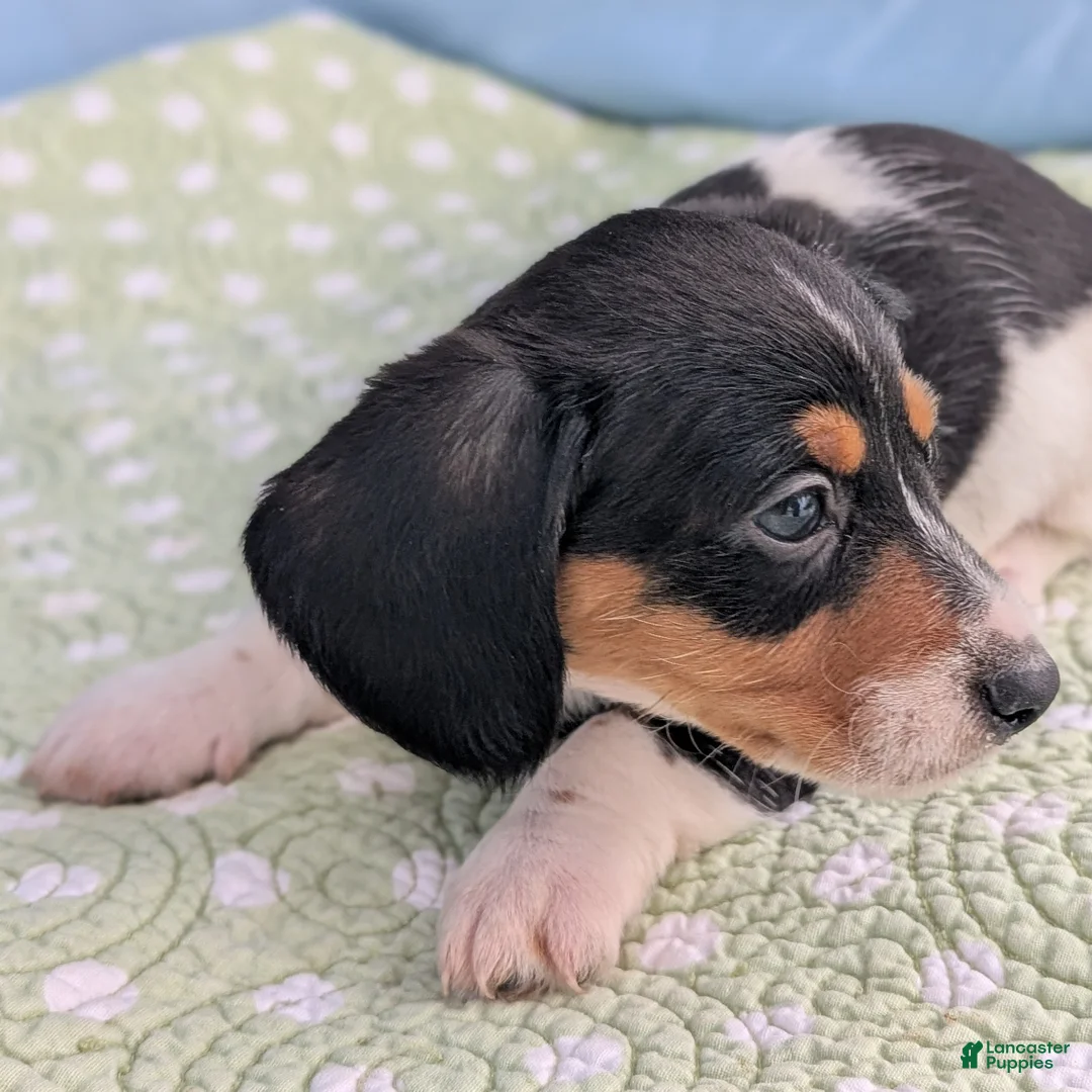 Miniature Dachshund dogs for sale: Reese Cup - Ad 4