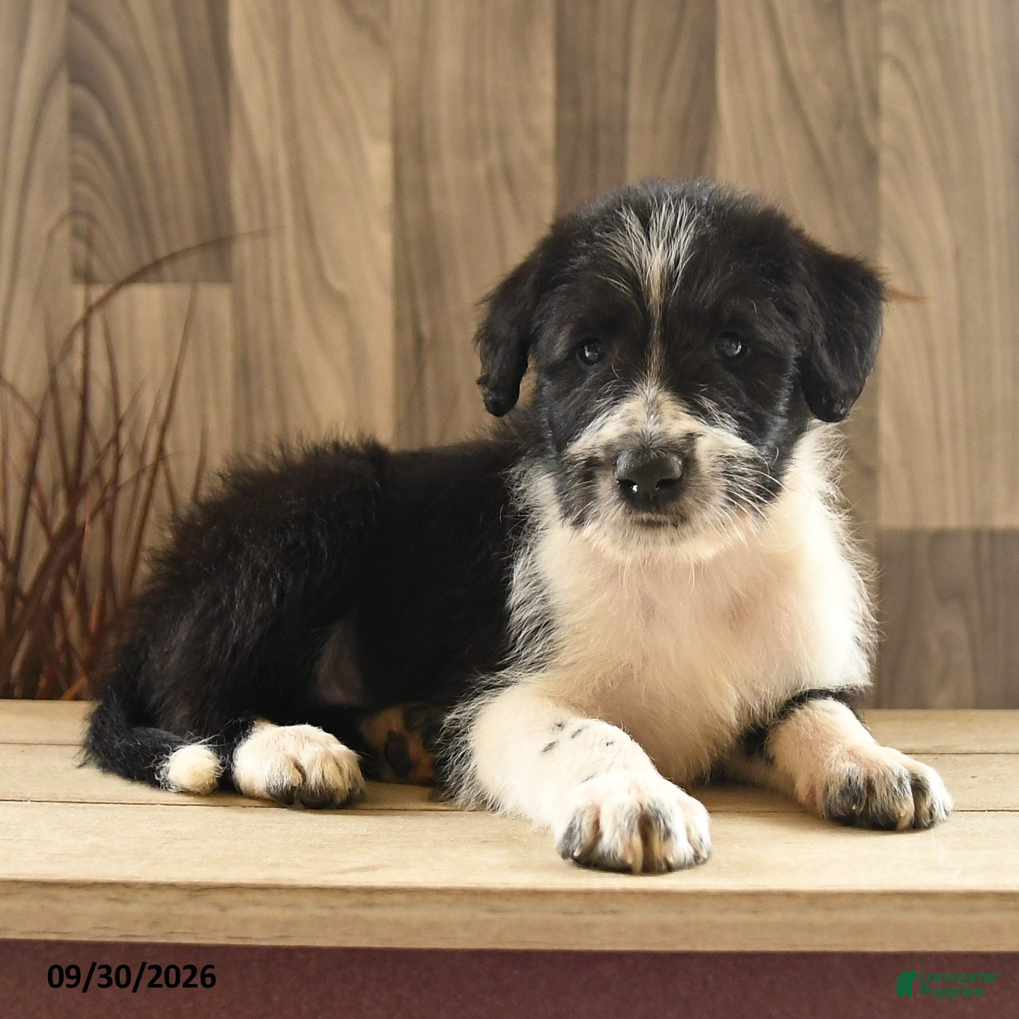 Mixed Breed dogs Bow Wow Bear - Ad 2