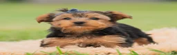 Yorkshire Terrier dogs for sale: Fizzie  - Ad 8