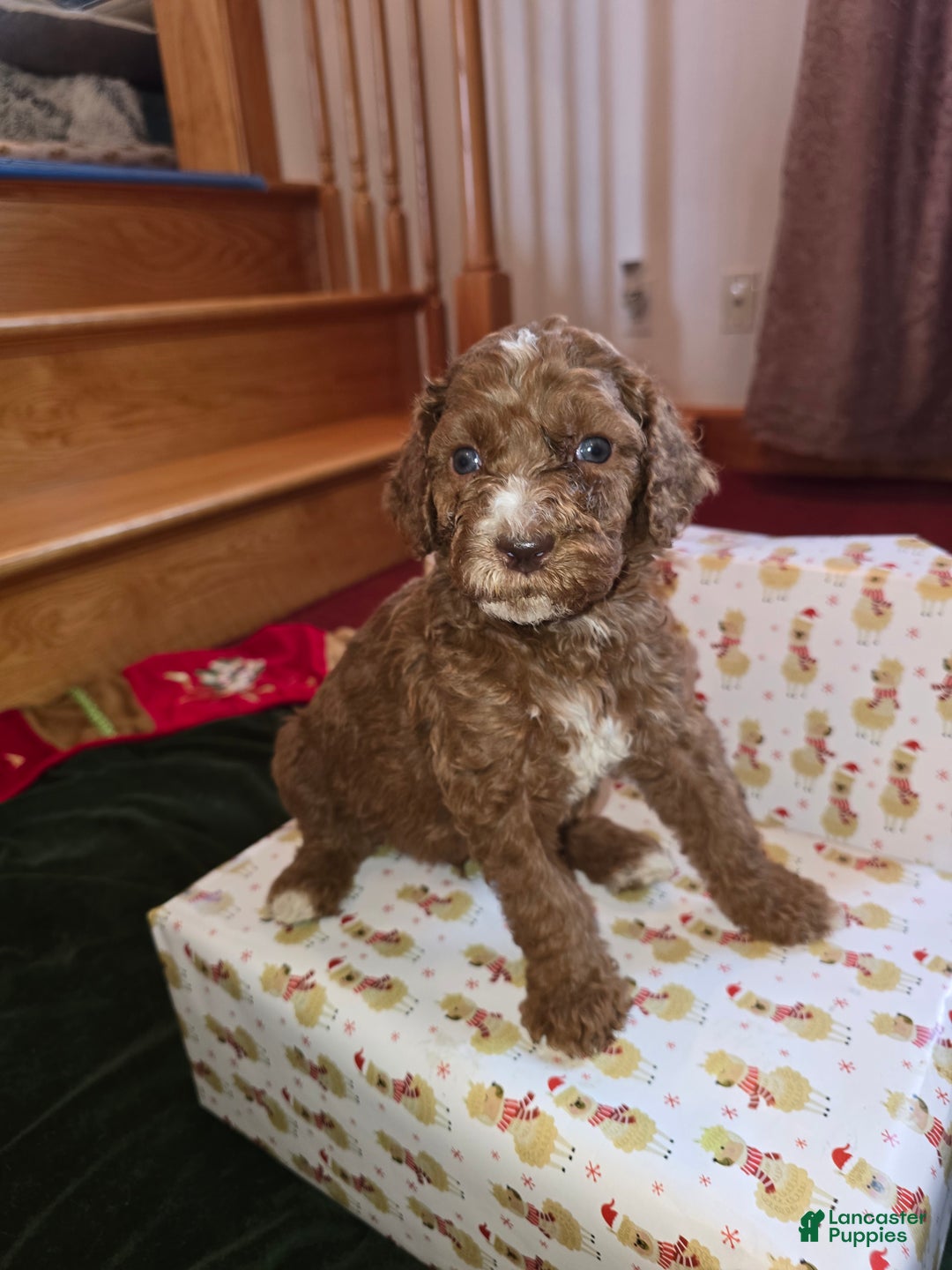Standard Poodle dogs for sale: Theo - Ad 1