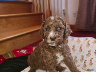 Standard Poodle dogs Theo - Ad 13