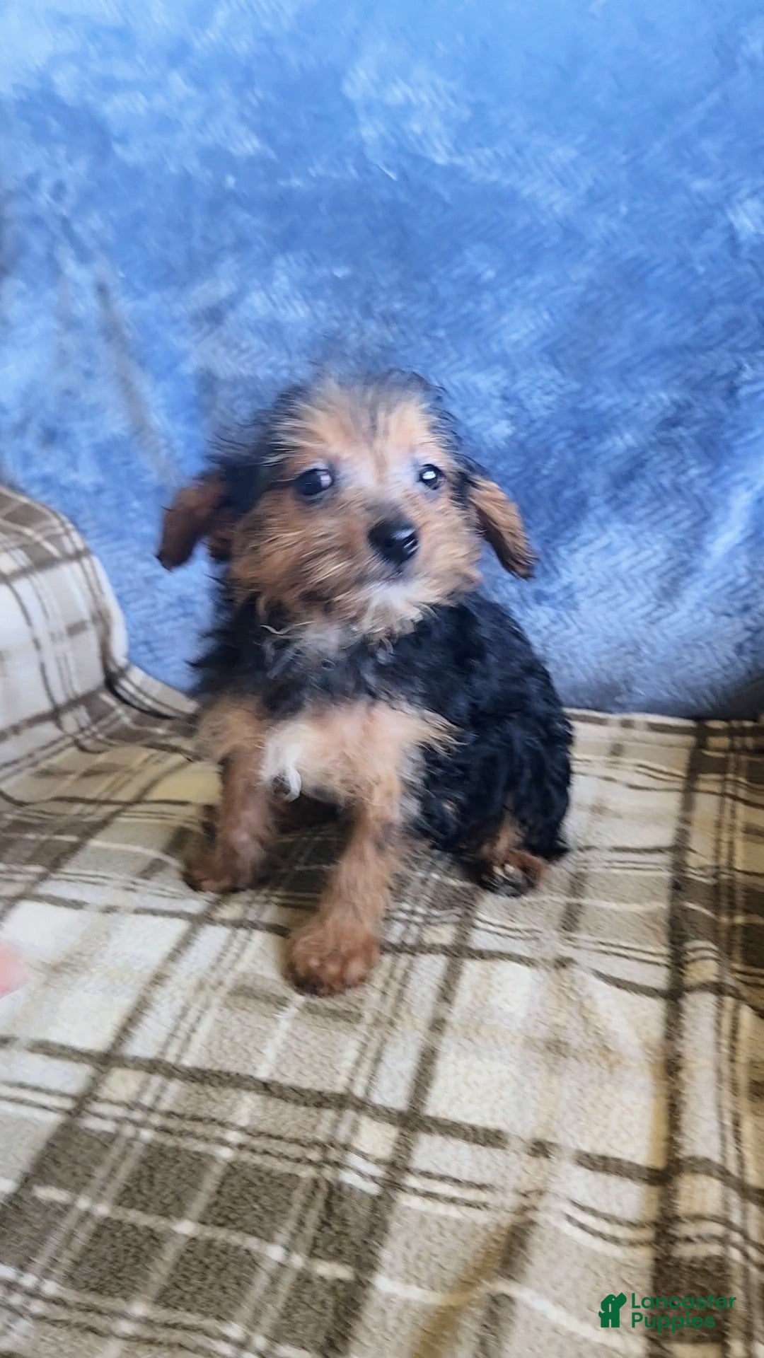 Mixed Breed dogs for sale: Mable - Ad 4