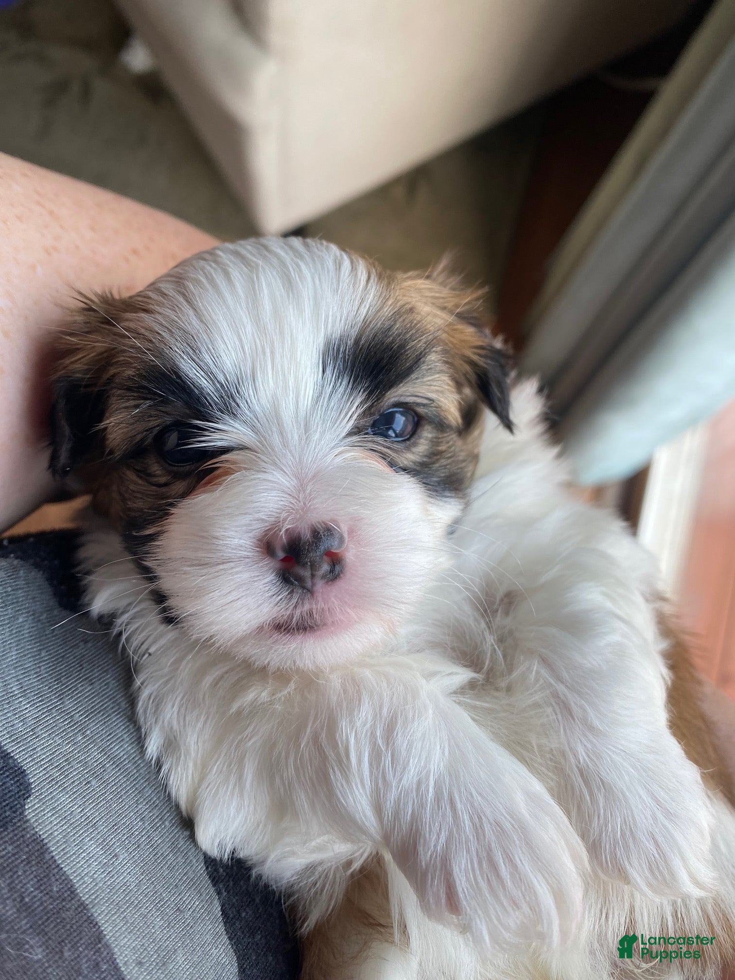 Teddy Bear dogs Teddy Bear 3 - Ad 1