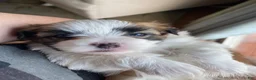 Teddy Bear dogs for sale: Teddy Bear 3 - Ad 1