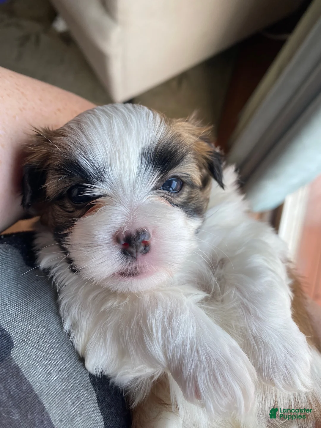 Teddy Bear dogs for sale: Teddy Bear 3 - Ad 1