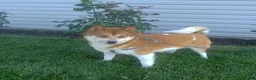Shiba Inu dogs for sale: Sherry - Ad 7
