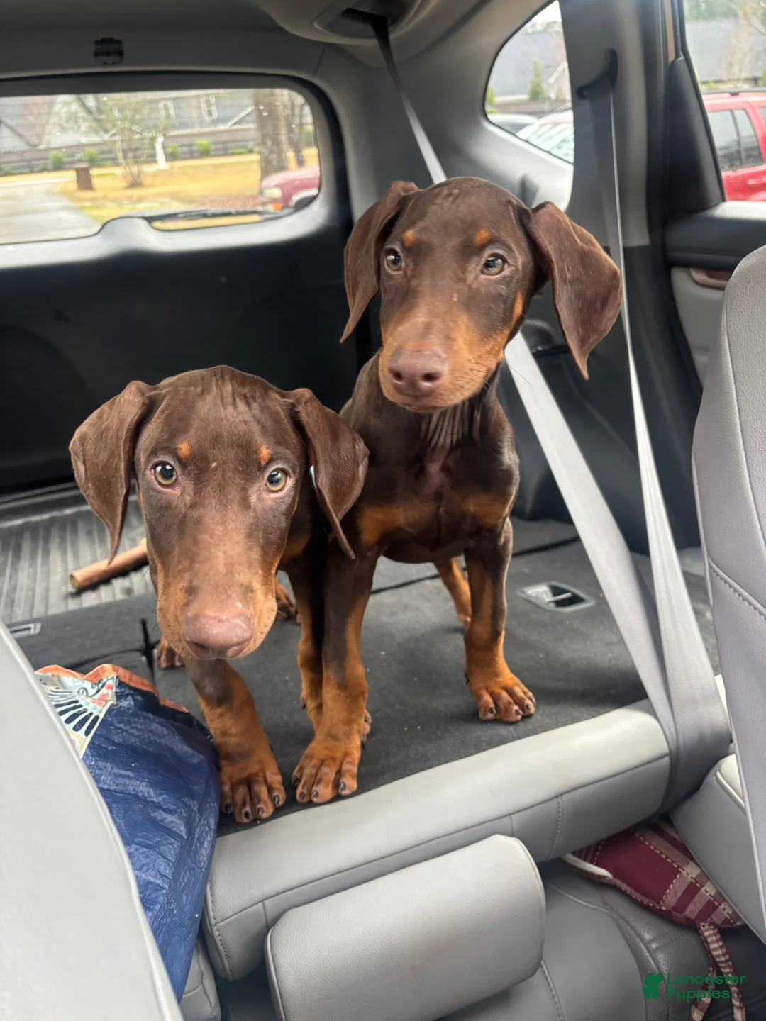 Doberman Pinscher dogs for sale: Nala - Ad 2