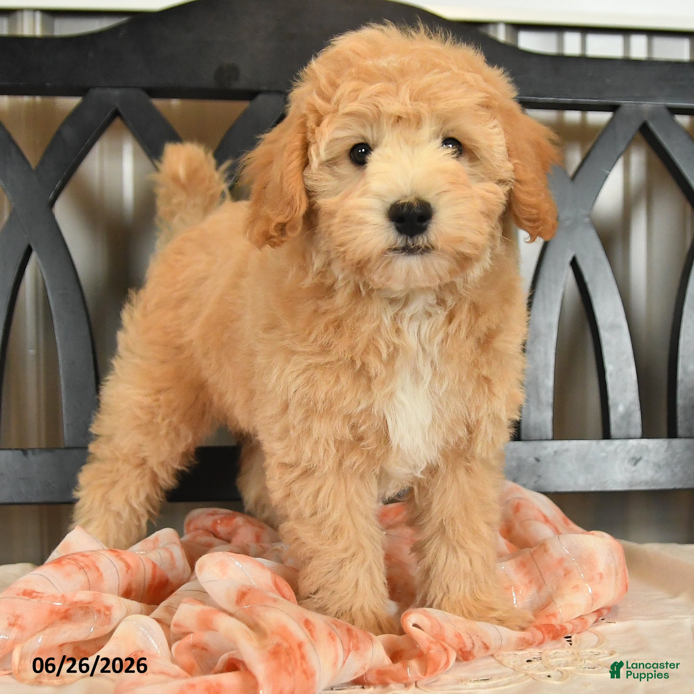 Bichpoo dogs Jade - Ad 2