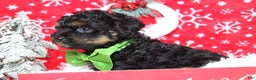 Yorkiepoo dogs for sale: Harvest  - Ad 7