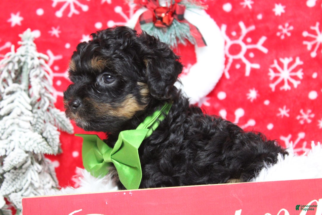 Yorkiepoo dogs for sale: Harvest  - Ad 7