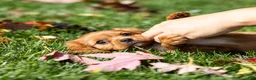 Cavalier King Charles Spaniel dogs for sale: Chipy - Ad 7