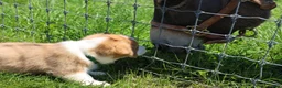 Welsh Corgi Pembroke dogs for sale: Milo  - Ad 12