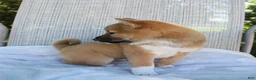 Shiba Inu dogs for sale: Luna - Ad 11